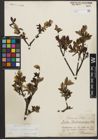 Foto von Salix waldsteiniana Willd.